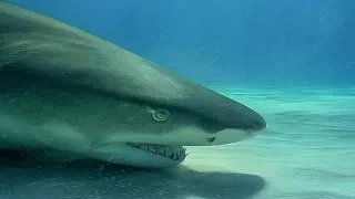 Swimming with Wild Lemon Sharks | Deadly 60 | Earth Unplugged