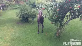 Moose attacks lawnmower