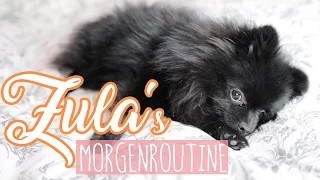 Zula's MORGENROUTINE ( Pomeranian ) 😍 | Dagi Bee