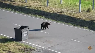 Прикол. Медведь в поселке 3. Bear.