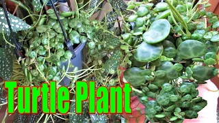 How to grow STRING OF TURTLES Peperomia prostrata