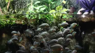 Кормление пираний / piranha feeding