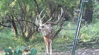 BIG AXIS SCREAMING TEXAS HILL COUNTRY #TEXAS #AXIS