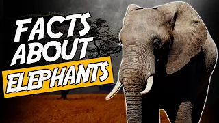 Top 10 Fascinating Facts About Elephants - No. 3 Will Shock You