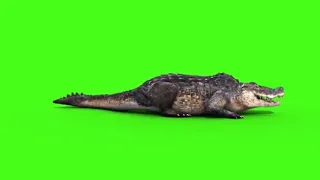 Футаж крокодил 2
