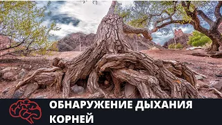 Обнаружение корневого давления Опыт