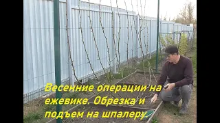 Весенние операции на ежевике. Обрезка и подъем на шпалеру.