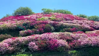 2020/05/07　冨士山公園のつつじ　超絶景です！　～愛媛県大洲市～