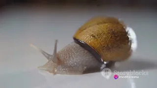 Snails Wonderfull colour /Sea Food  #Snails