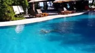 Maldives honeymoon 5 Мальдивы медовый месяц проплыть бассейн под водой