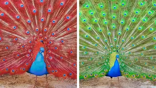 Peacock In The Wind, Beautiful, Colourful, Natural Peacocks Video #42 , Beauty of peacocks #nature