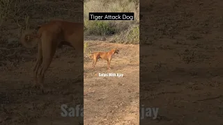 Tiger Attack Dog in Sariska Tiger Reserve. #video #sariska #shortvideos #tigress #dog