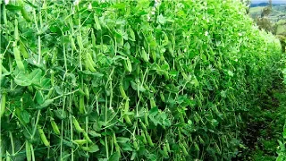 Snow Pea Farming and Harvest - Snow Pea Cultivation