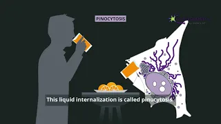 Macropinocytosis easily explained with live cell videos