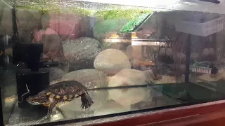 Кормление красноухих черепах червями