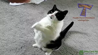 Funny cats and dogs begging for food  Cute animal compilation - petscaretip.com