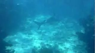 Snorkeling in Key West with reef sharks