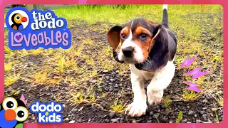 Hero Rescues Puppy With Big Eyes And Mysterious Fur | Dodo Kids | Loveables