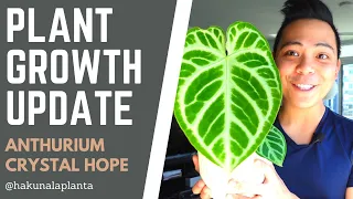 Plant Growth Update - Anthurium Crystal Hope (3 Month Update)