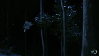 Flying Squirrel Glides at Night | North America