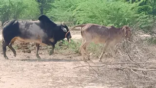 1st Timer Cow And Villagers Desi Bull||Village Cow||Village Bull