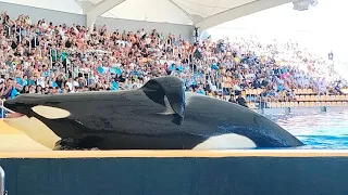 Loro parque 2024 // Show de orcas // show de leones marinos // Vlog