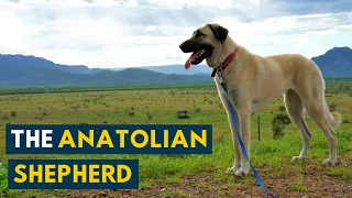 Anatolian Shepherd: Your Guide to One Of The Oldest Dog Breeds Of All Time!