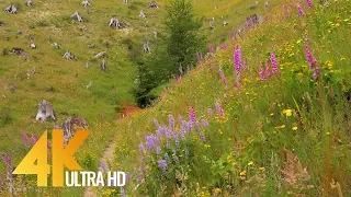 4K Multicolored Wildflowers - 3 HRS Nature Relax Video with Splendid Bird Songs