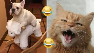 Смешные кошки и собаки Видео | Попробуй не смеяться!