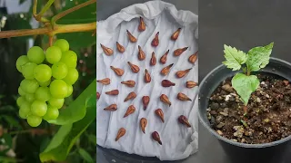 HOW TO GROW GRAPE FROM SEED