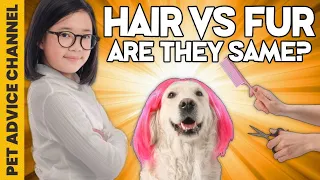 Dog hair vs dog fur - why it matters