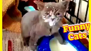 Funny Cat Videos #35 😹 Cute Cat Videos 💥 Cute Cat Clips