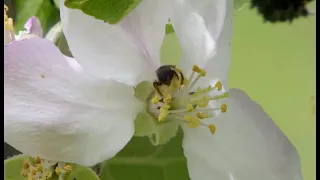 Biene Majas Wilde Schwestern