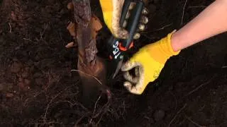 Checking Trees for Circling Roots