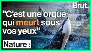 Marineland : un ancien soigneur dénonce l'enfer des orques