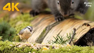 Видео для кошек: Красивые птицы и белки в канадском лесу - 4K UHD