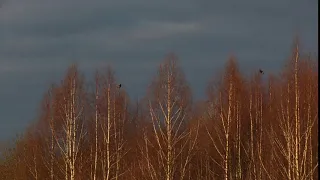 Тетеревиные тока в Чистом лесу