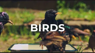 Backyard Bird Watching | Starlings and Sparrows