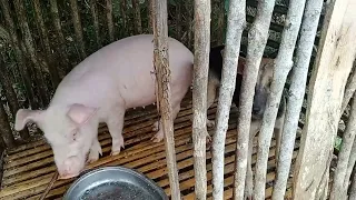 The Pig & Dog in one Cage