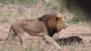 UNBELIEVABLE! MASSIVE Male Lions Crossed right in front of my car! Kruger National Park!