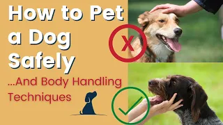 How to Pet A Dog And Body Handling Techniques