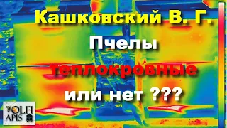 #Кашковский В. Г. Пчелы теплокровные или нет ???