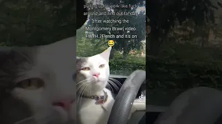 #mo3outside #mo3 #catdriving #tiktokviral #tiktokfilter #funnyvideo