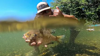 UNDERWATER FISHING FOOTAGE!!! BIG Bluegill Catch & Cook!