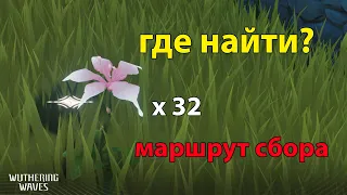 Маршрут всех цветов Pecok Flower в Wuthering waves