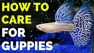 Guppy Fish Care – How to Care for Guppies