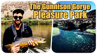 One of the GREATEST Trout Streams You Can Wade // Fly Fishing Pleasure Park in the Gunnison Gorge