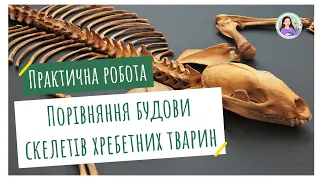 Практична робота. Порівняння будови скелетів хребетних тварин