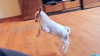 Baby Miniature Goat Chasing Me