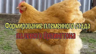 Формирование племенного стада кур палевого Орпингтона|Как выбрать хорошего петуха на племенное стадо